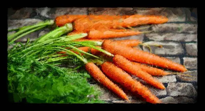 Lacto-Fermented Carrots